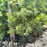 Nevija Apartment Valun